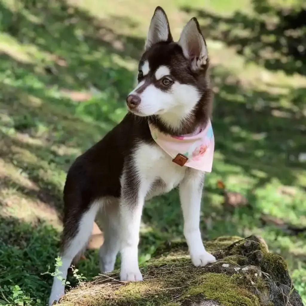 Find a trusted Alaskan Klee Kai puppy source that stands out Find a trusted Alaskan Klee Kai puppy source that stands out