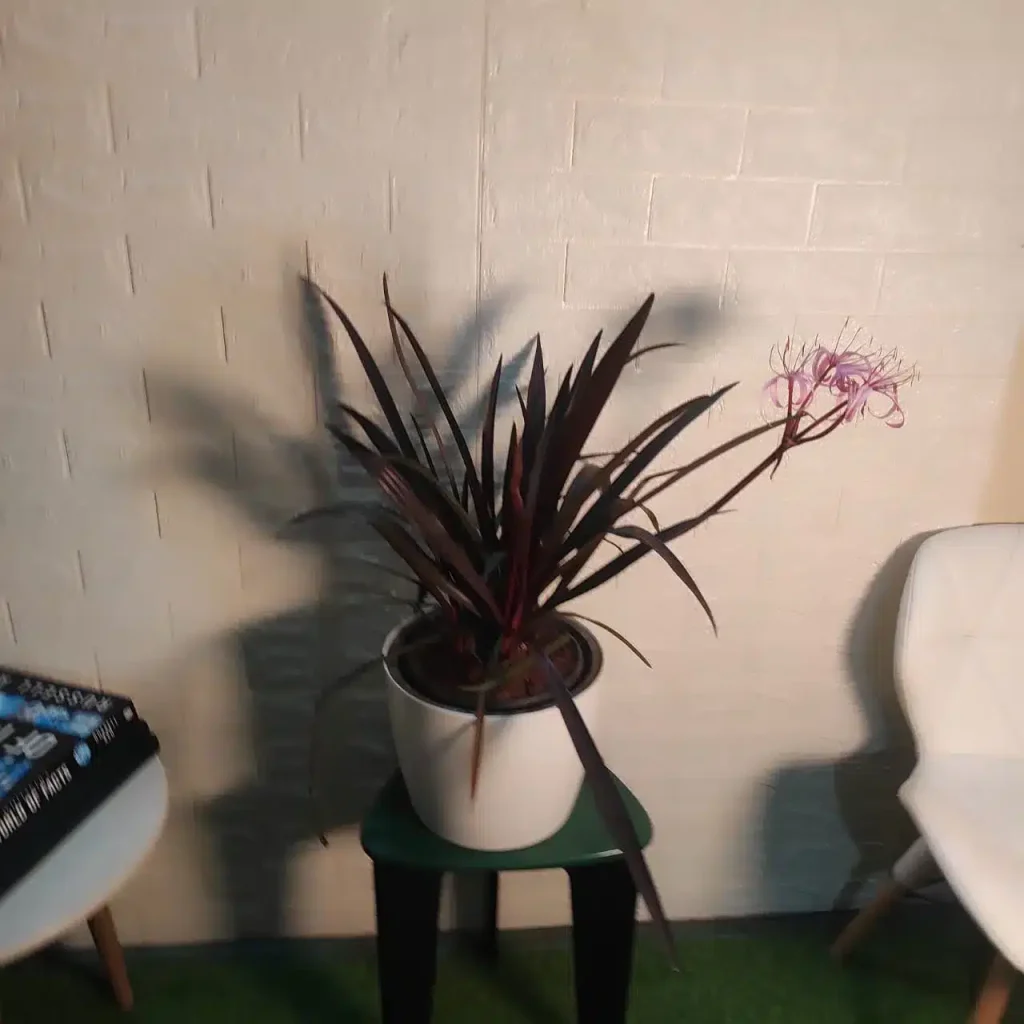 Cactus online india and plants online in india guide