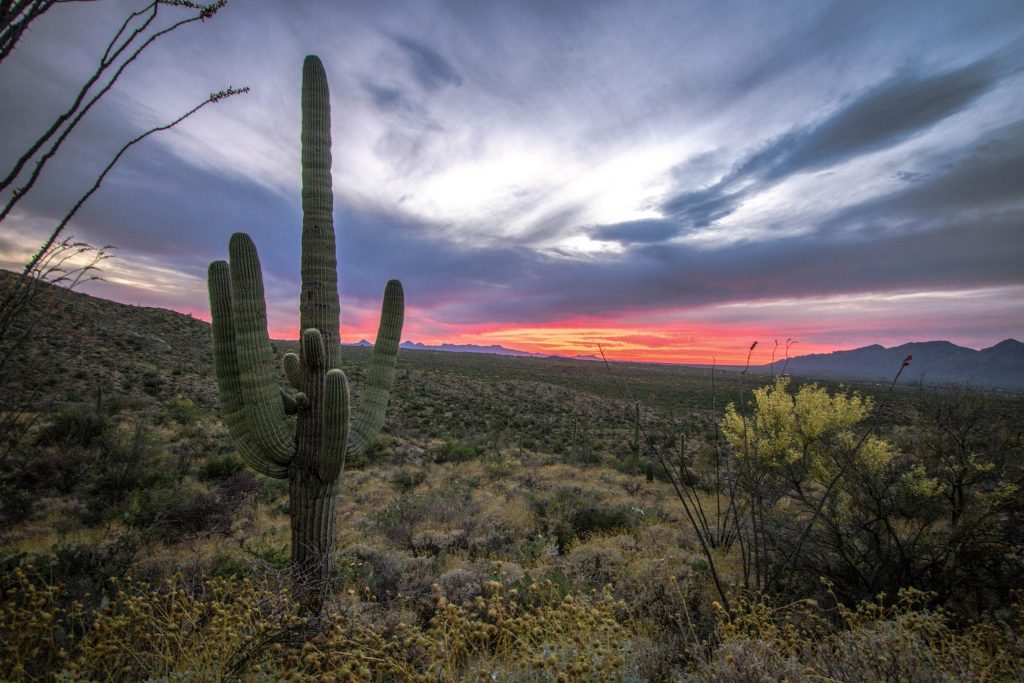 Smart Choice Painting Services delivers lasting colour for Tucson homes